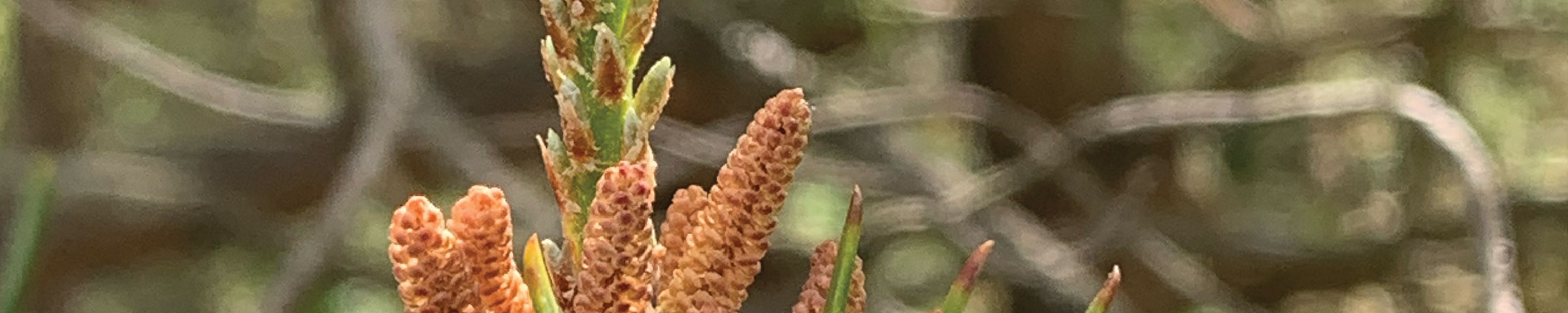 Wild Pine Pollen in Vermont