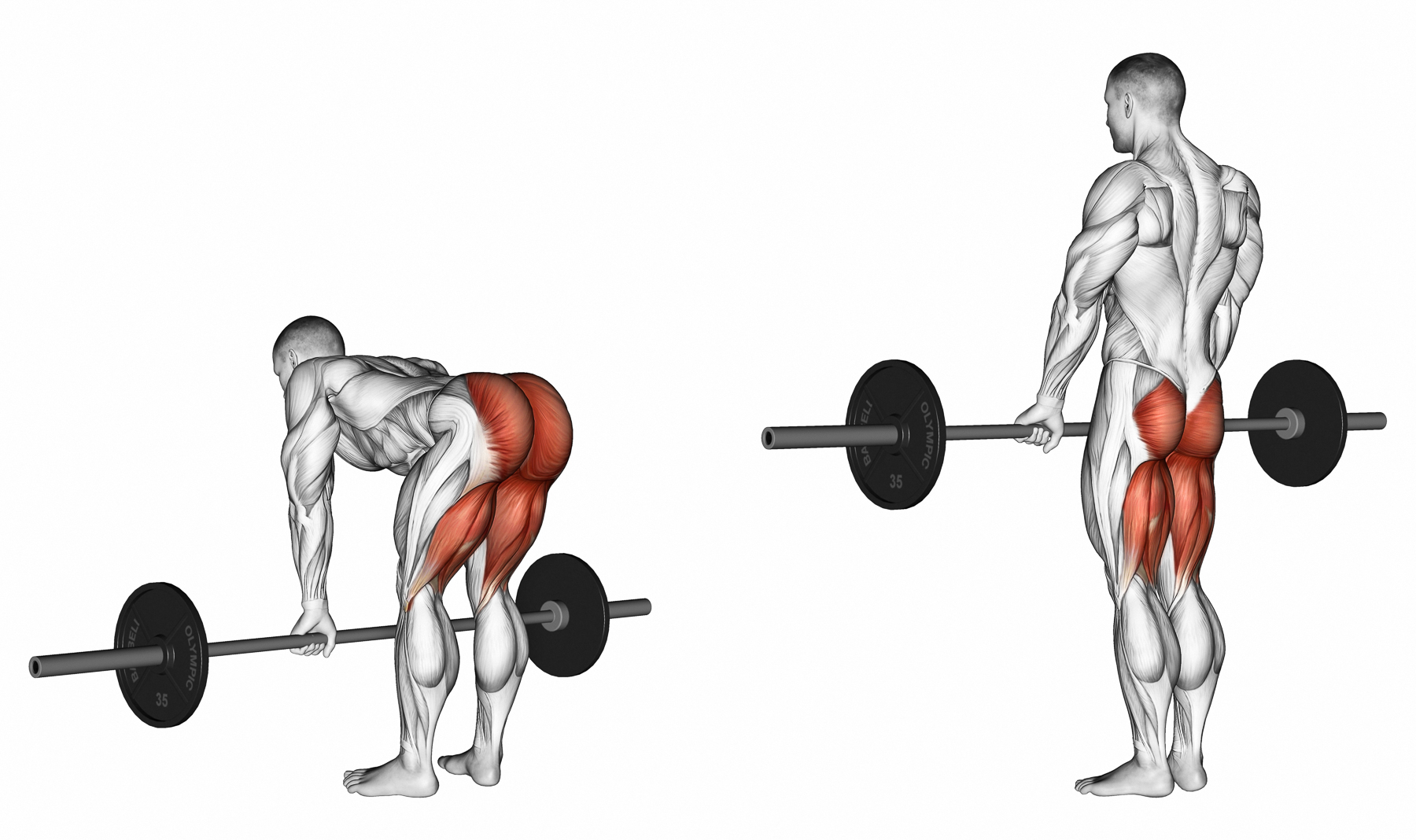 How to Perform Deadlifts