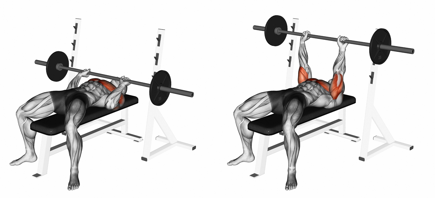 How to Perform the Bench Press