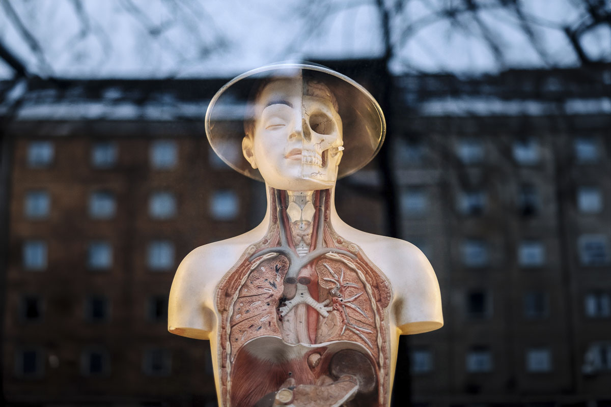 Anatomical model of a human torso, with half of the face showing the skull and internal organs exposed, including lungs, heart, and digestive system, used for educational purposes in understanding human biology.