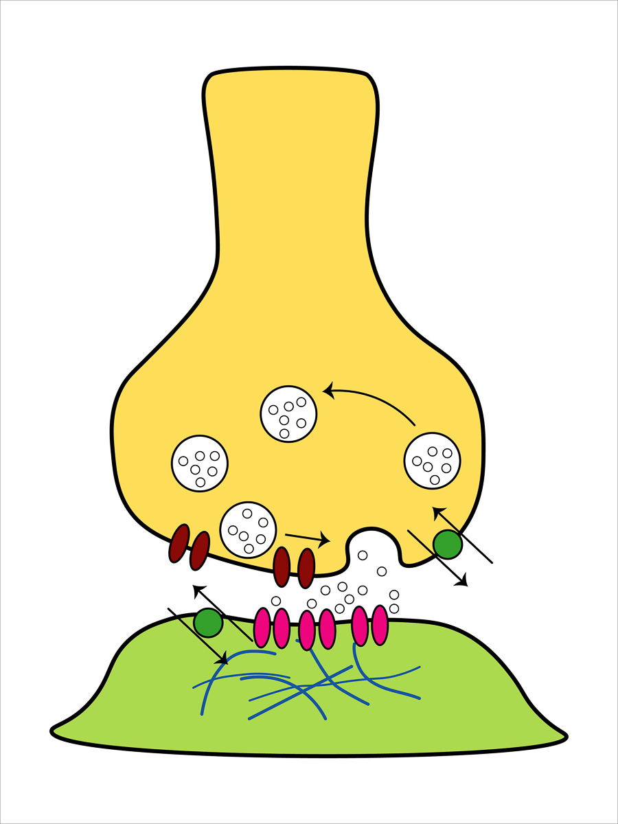 Diagram showing the interaction between adenosine receptors and coffee molecules.